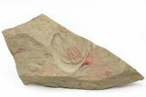 Red Selenopeltis Trilobite - Fezouata Formation #213253-1